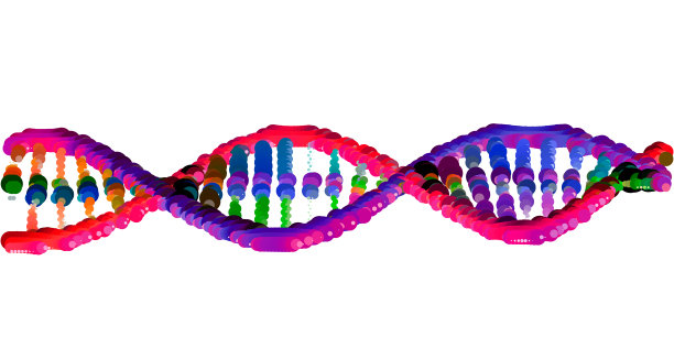 染色体模型