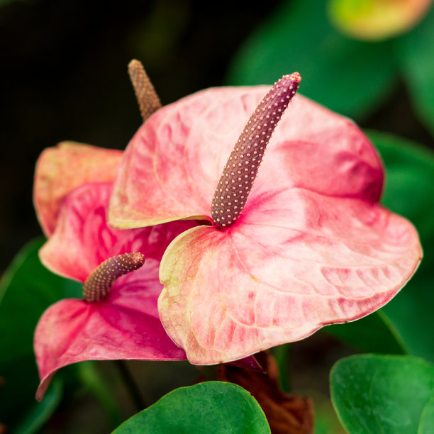 热带 植物 叶子 花朵 素材 