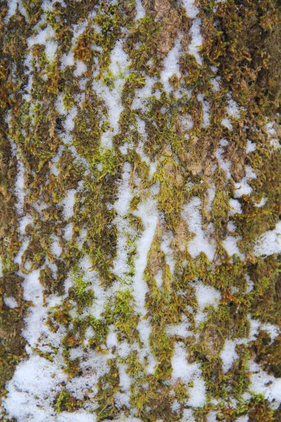 风雪中的树叶