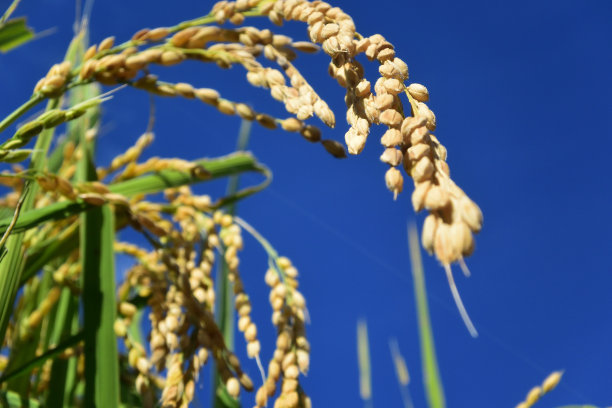 农作物绿植稻子