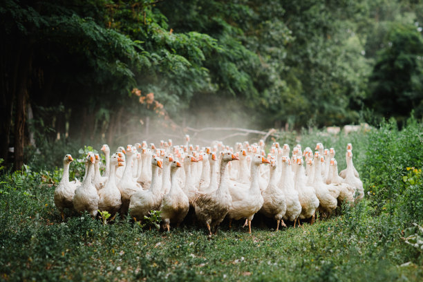 goose