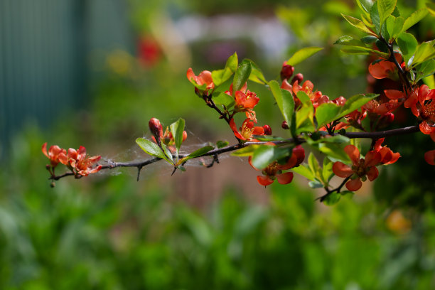 季节,彩色背景,红色