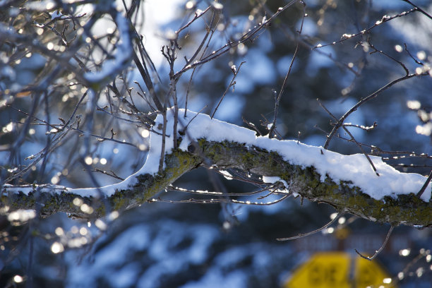 大雪树枝背景