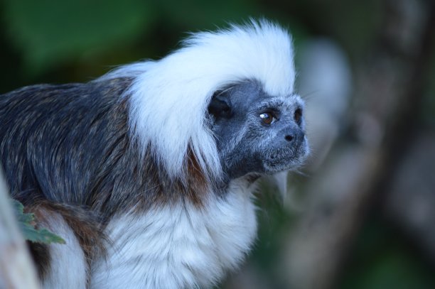saguinus