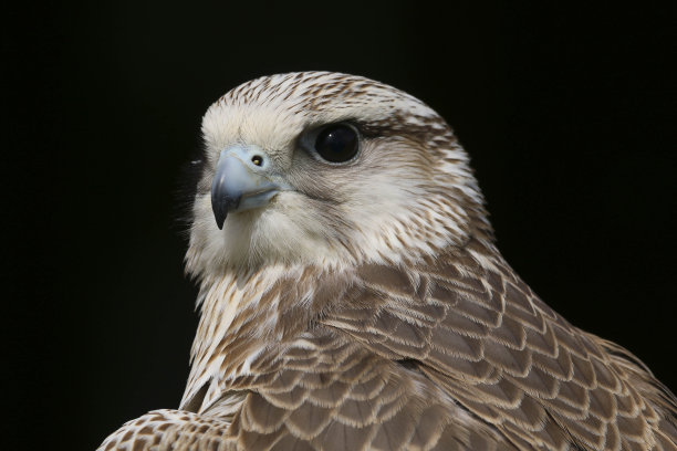 falcon