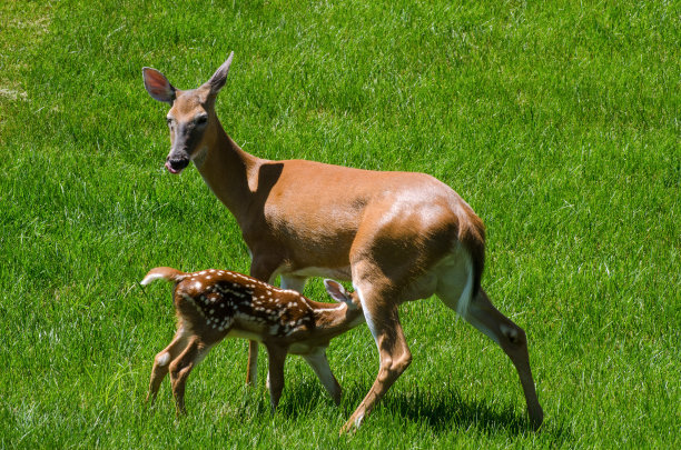 doe