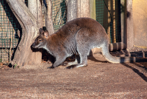wallaroo