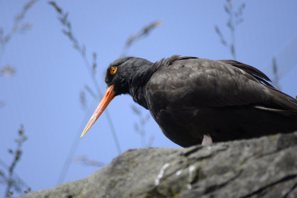 charadriiformes