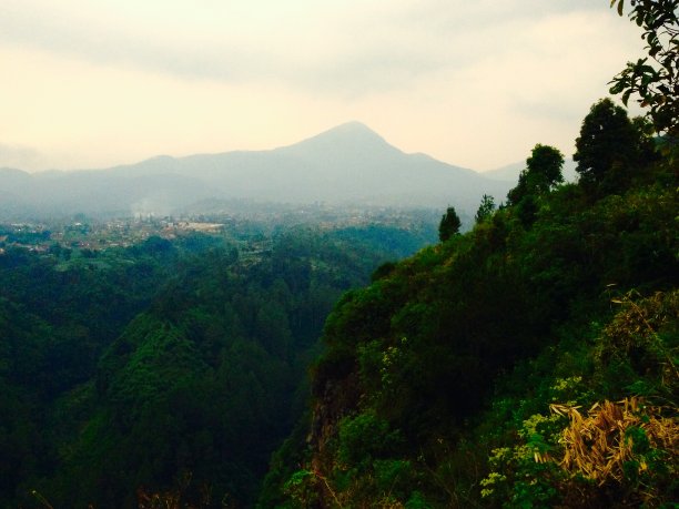 高山脉树林