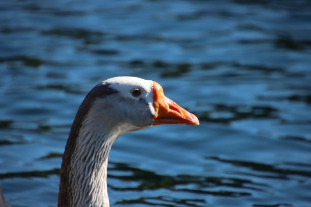 goose