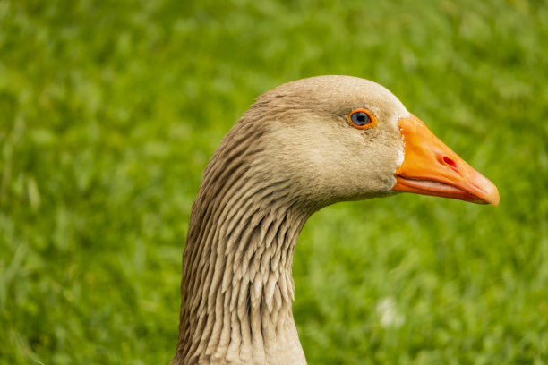 goose