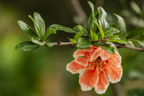 石榴花树枝