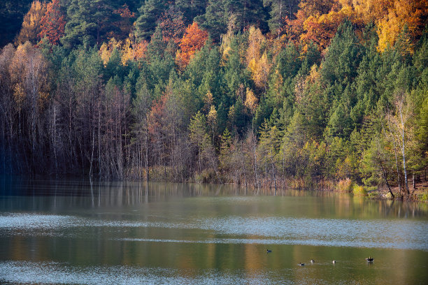 秋季白桦树林河流倒影