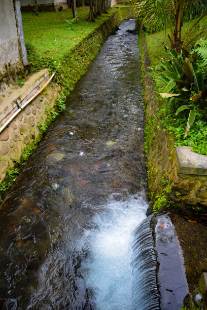 水杉,树木,高清大图