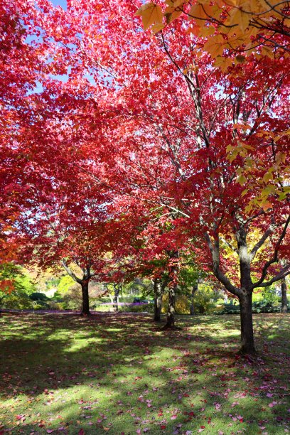 金秋公园多彩的树叶