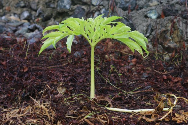 山药种植