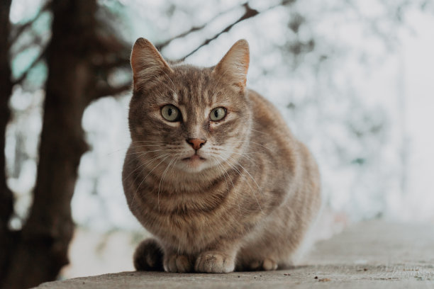 夏日小猫