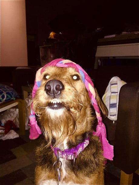 airedale