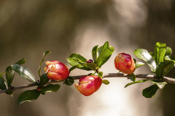 石榴花树枝