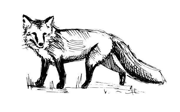 fox