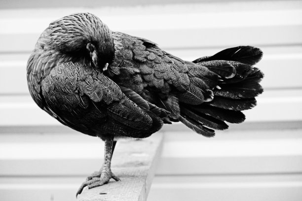 preen