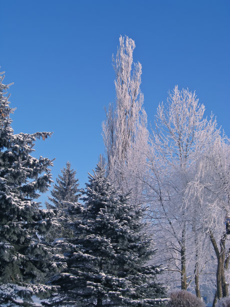 冬季白桦树林白桦树杆雪地