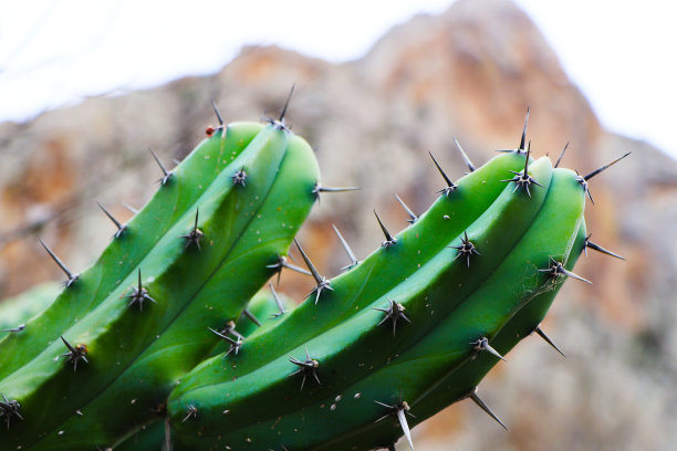 ocotillo