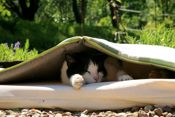 夏日小猫