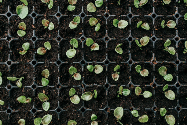 种子工程名词解释种子半活期