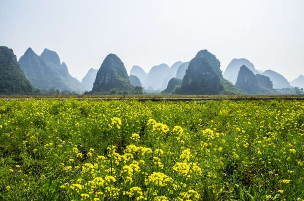 乡间花海美景