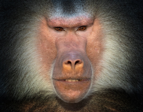 猴子头像
