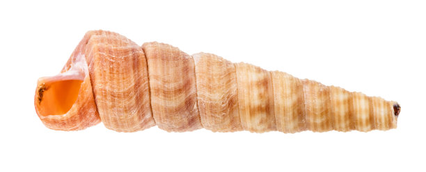 conch