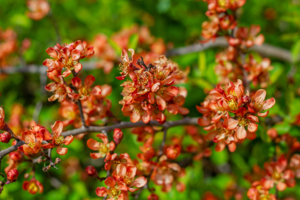 chaenomeles