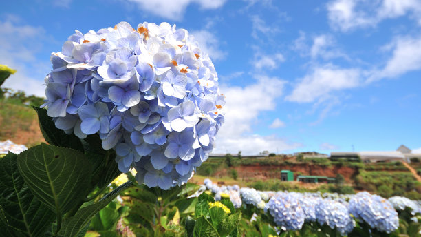 阳光绣球花