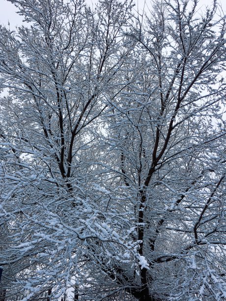积雪的树梢