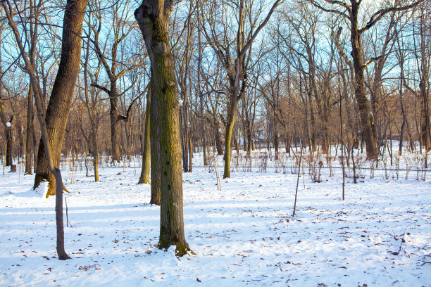 冬季白桦树林白桦树杆雪地