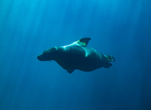 海豹在水中游动