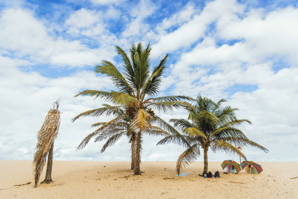在晴朗的日子沙滩上的棕榈树