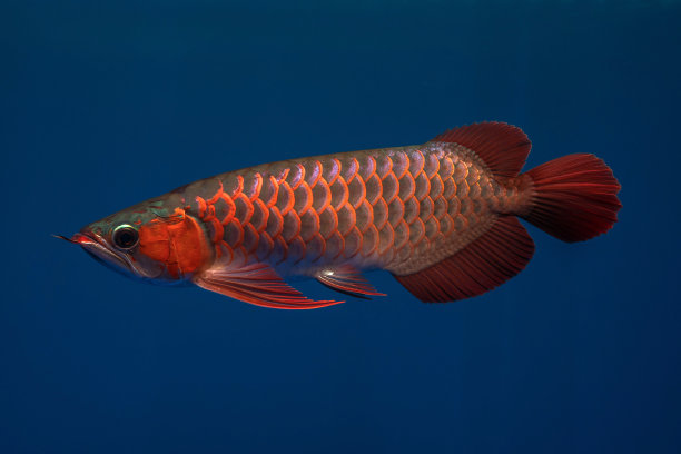 arowana