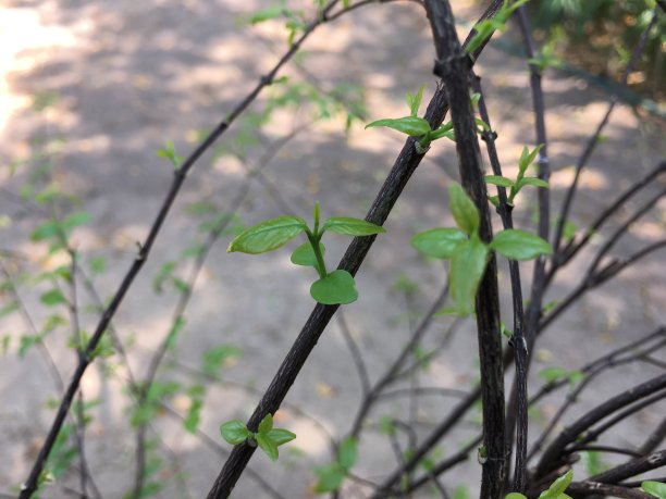 twig