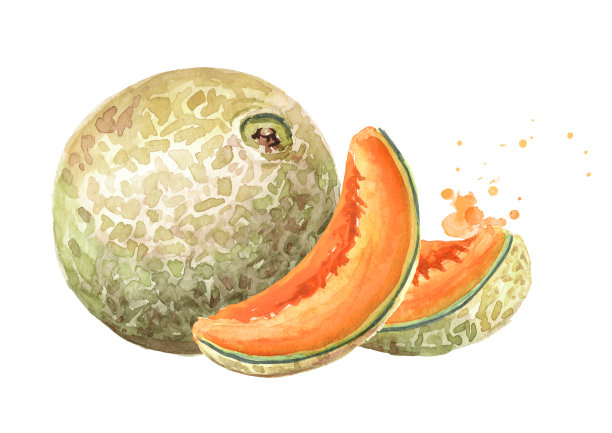 cantaloupe