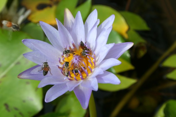 蜜蜂与睡莲