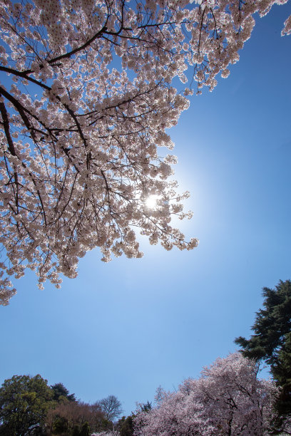 仰拍树枝天空