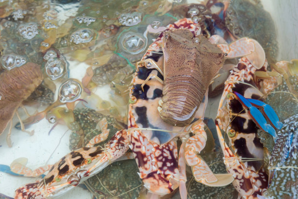 crustacean