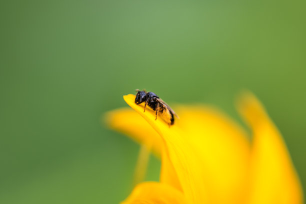 会飞的花