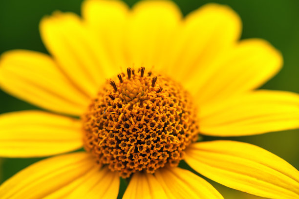 雌蕊和雄蕊花艺