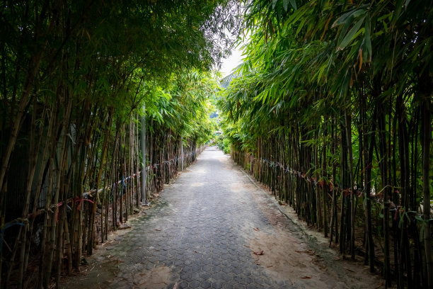 植物隧道