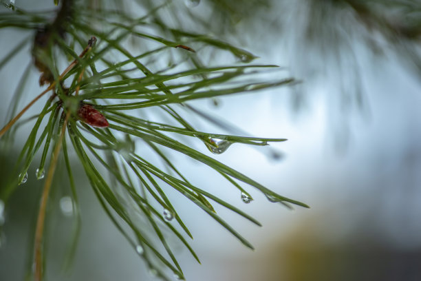 雨与松针