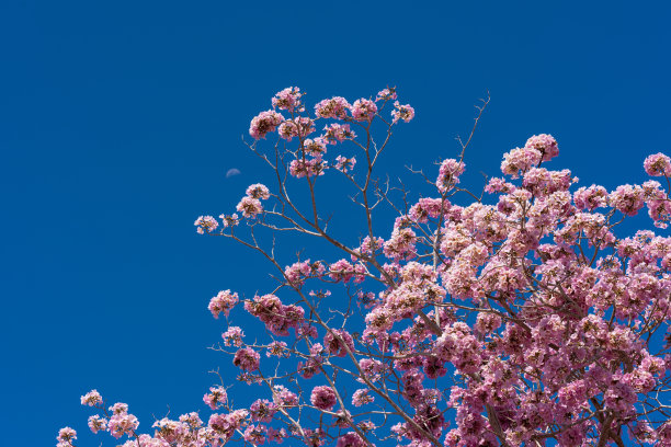 粉色蜀葵花