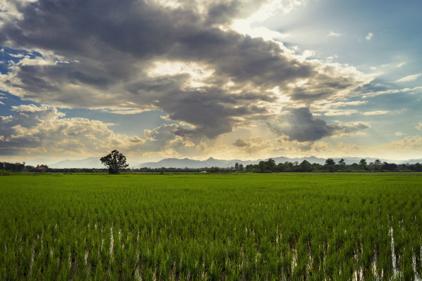 蓝天下的稻田田野风景